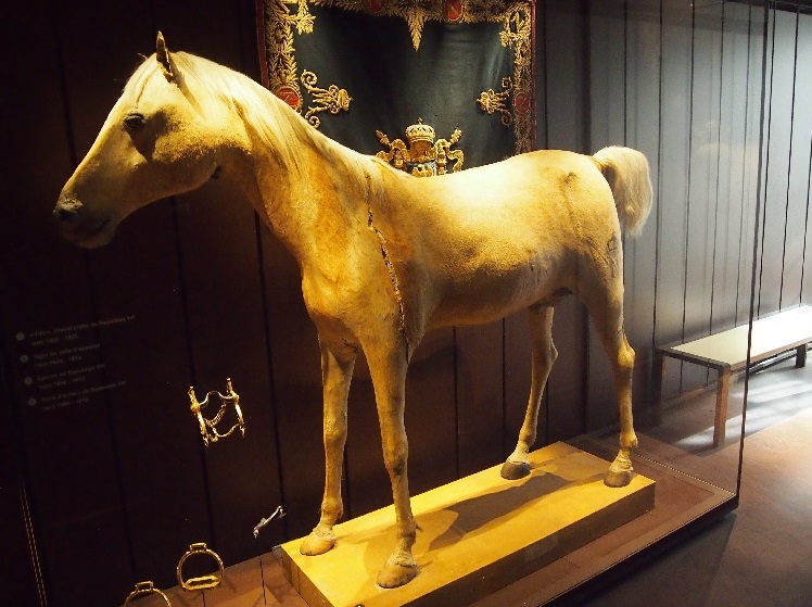 Paard Napoleon gered